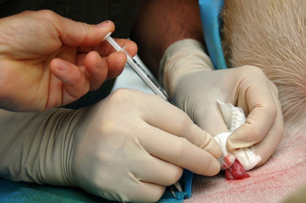 Vets Implant Embryo Into Uterus Surrogate — Horse Breeding Mid North Coast