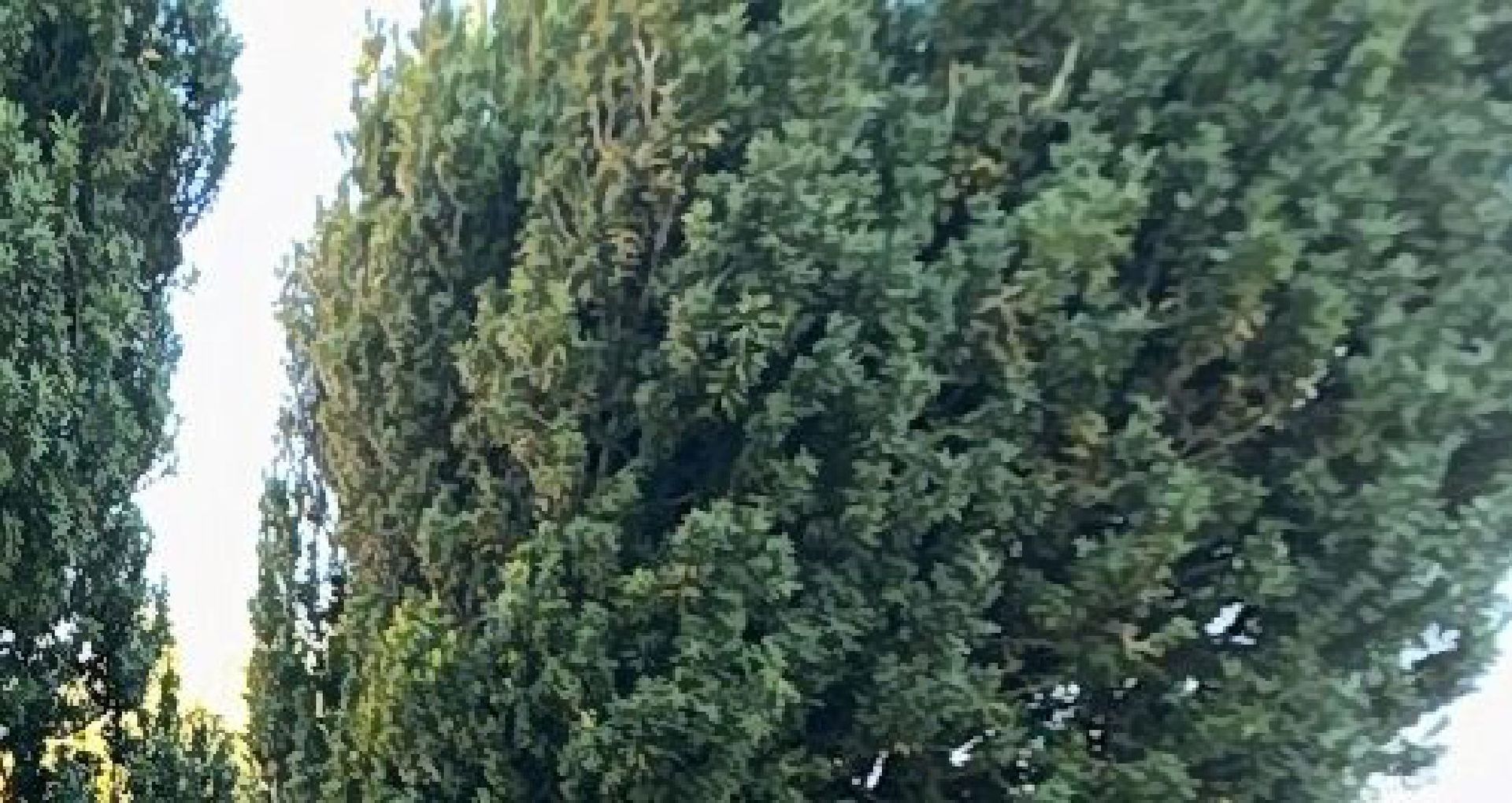 A close up of a tree with lots of leaves against a white sky.