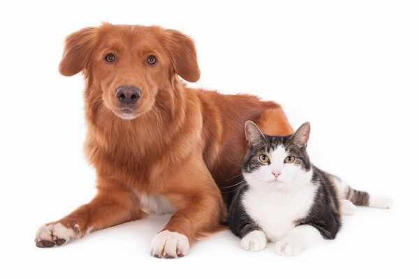 Dog and Cat - Pet Boarding in Chatham, IL