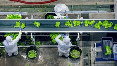 Workers in white suits trim lettuce on a conveyor belt in an indoor farm.