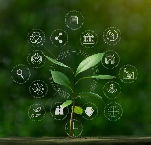 Green plant with connected circular icons representing sustainability and growth.