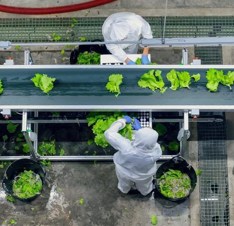 Workers in white suits sorting lettuce on a conveyor belt in a processing facility.