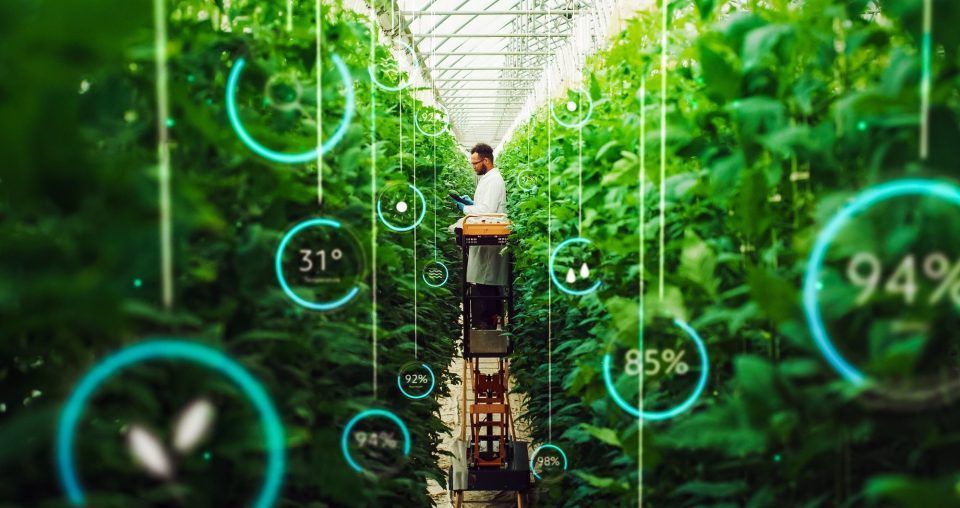 Man in greenhouse monitors plants with digital data displays.