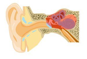 rappresentazione grafica dell'orecchio interno