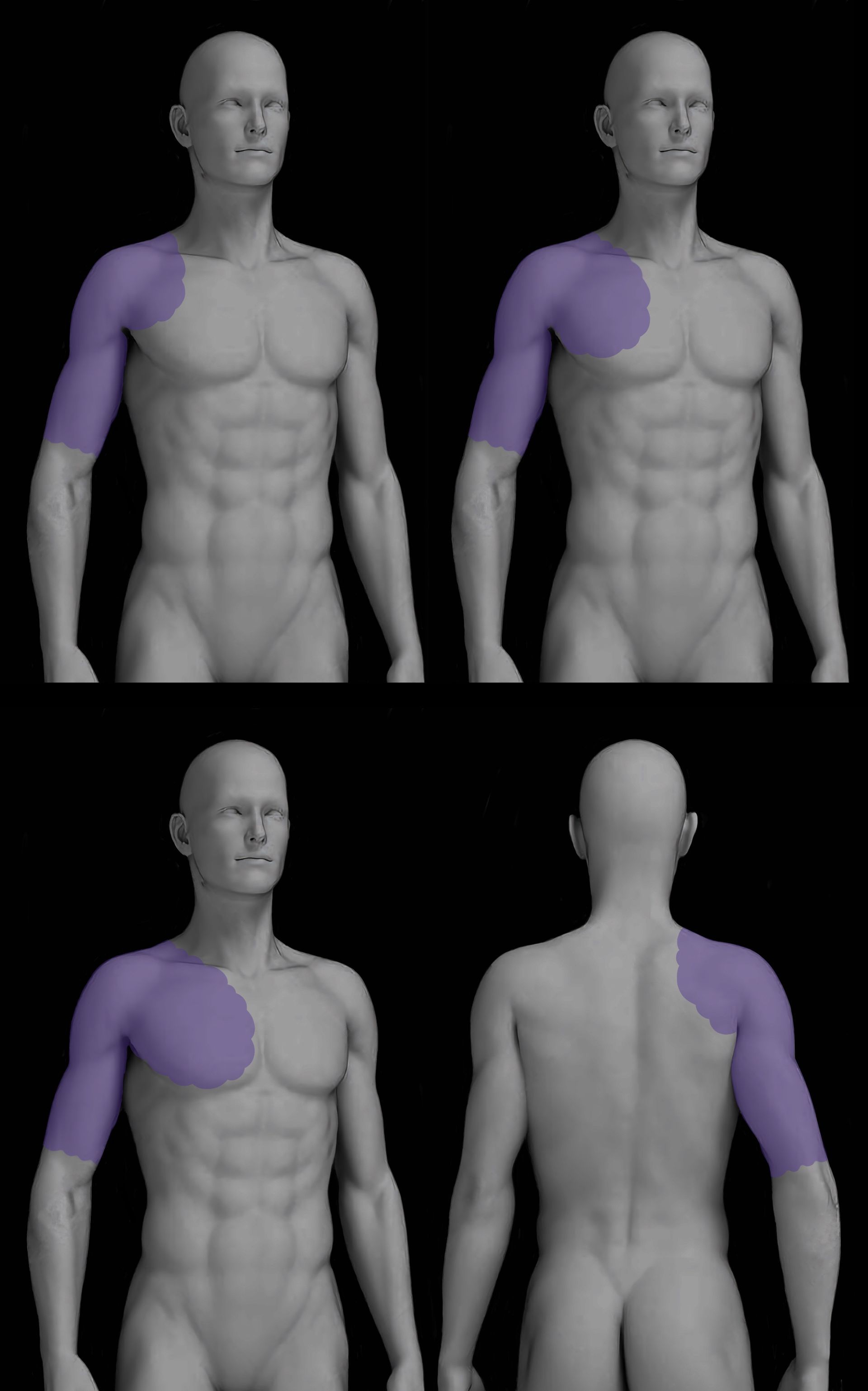 A 3d model of a man 's chest and shoulder