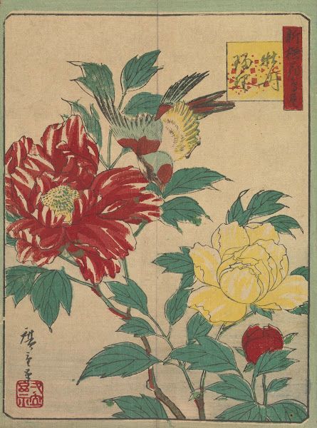 Yellow+and+red+peony+flowers