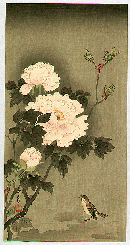 A sparrow sits under large peony flowers. Gray background