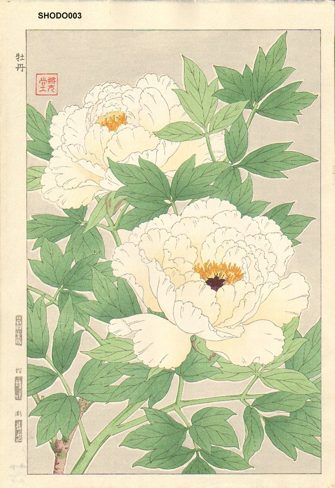 Tree peony print
