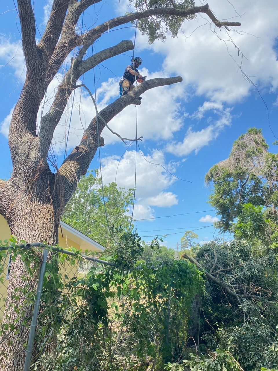 Person perched high in a tree branch under a blue sky, with leafy trees and a fence below.