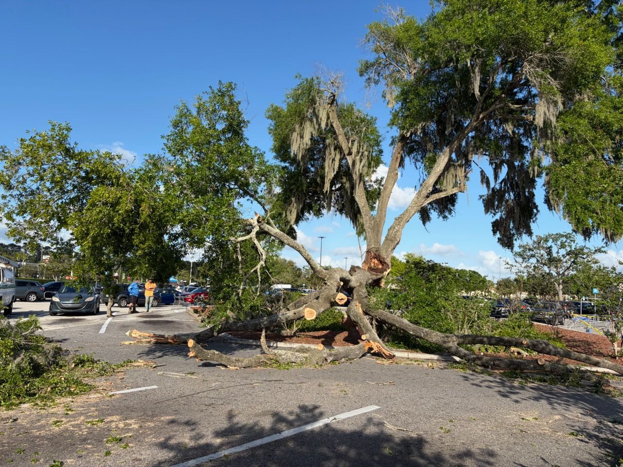 Uprooted tree lying across a parking lot with scattered branches and debris under a clear blue sky