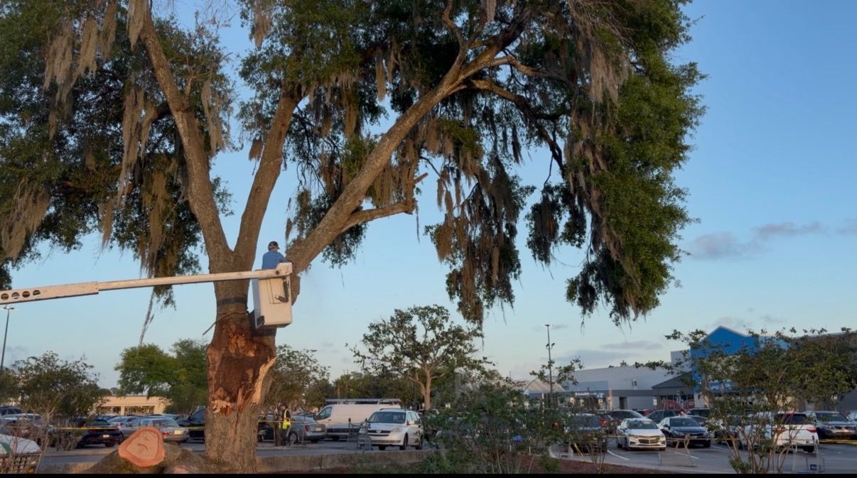 Large tree in a parking lot with cars and a blue sky at sunset
