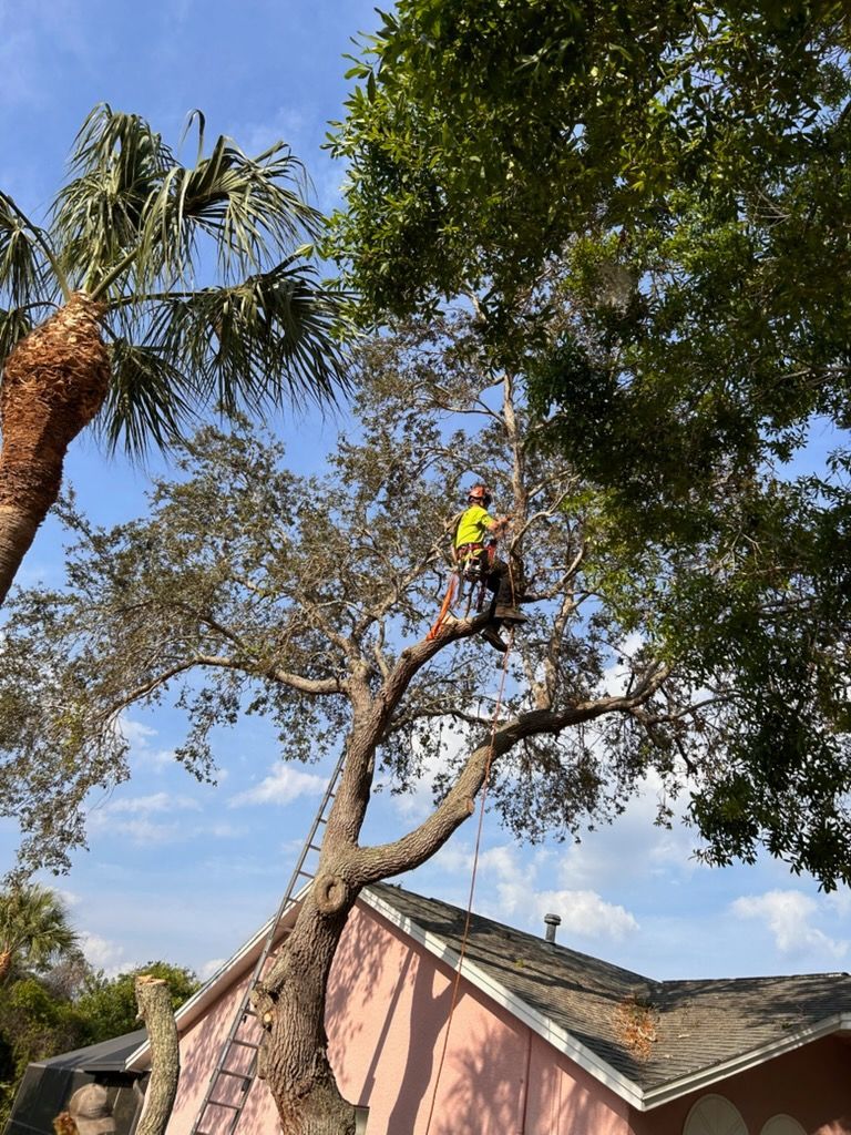 Tree trimmer in a yellow helmet pruning a tall tree beside a house under a blue sky