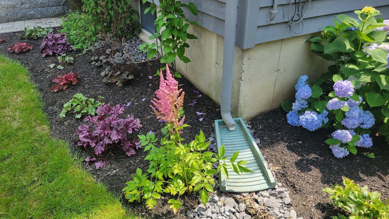 A landscaped garden bed next to a house foundation with a downspout, featuring purple foliage, pink astilbe, and hydrangeas.