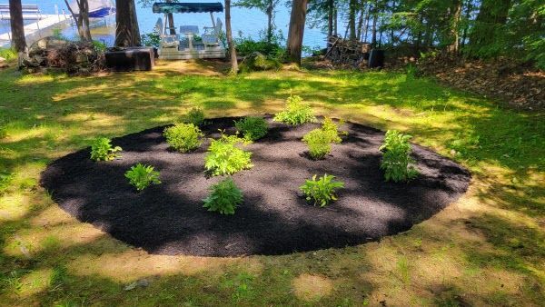 A circular flower bed filled with dark mulch and several small green perennial plants in a grassy yard by a lake.