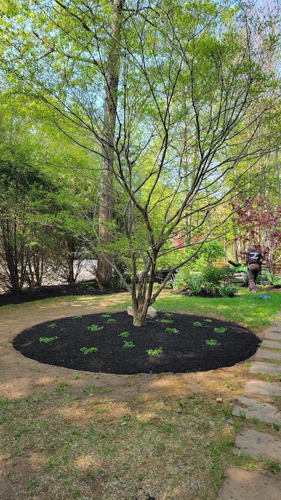 A young tree with fresh green leaves centered in a circular black mulch bed in a garden, with a stone path nearby.