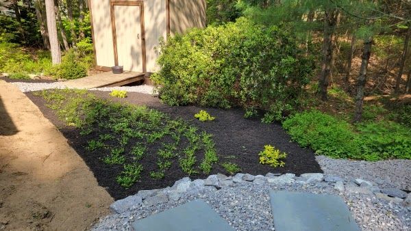 A landscape garden with a dark mulch bed, small green plants, a large bush, a stone path, and a wooden shed in the back.