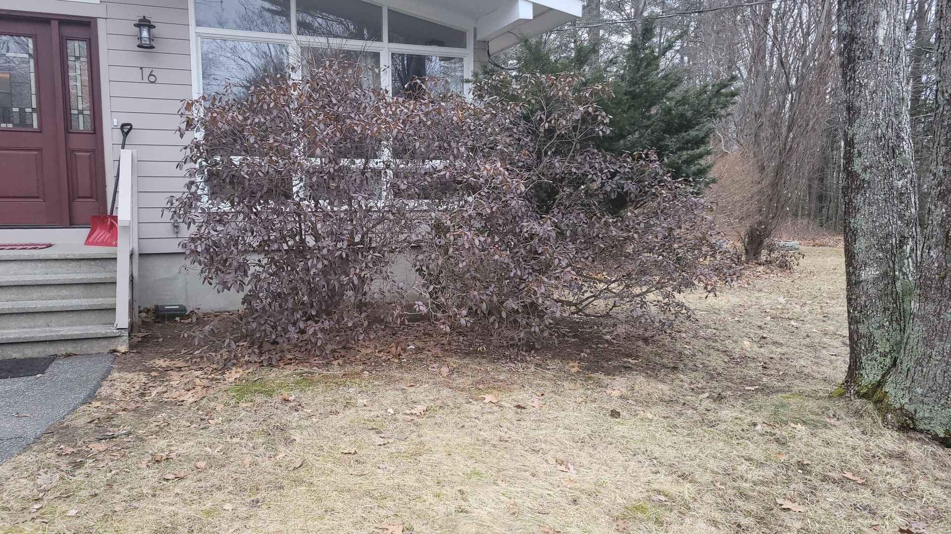 A deciduous bush with dark brown leaves sits in front of a white house with a brown door and a light-colored lawn.