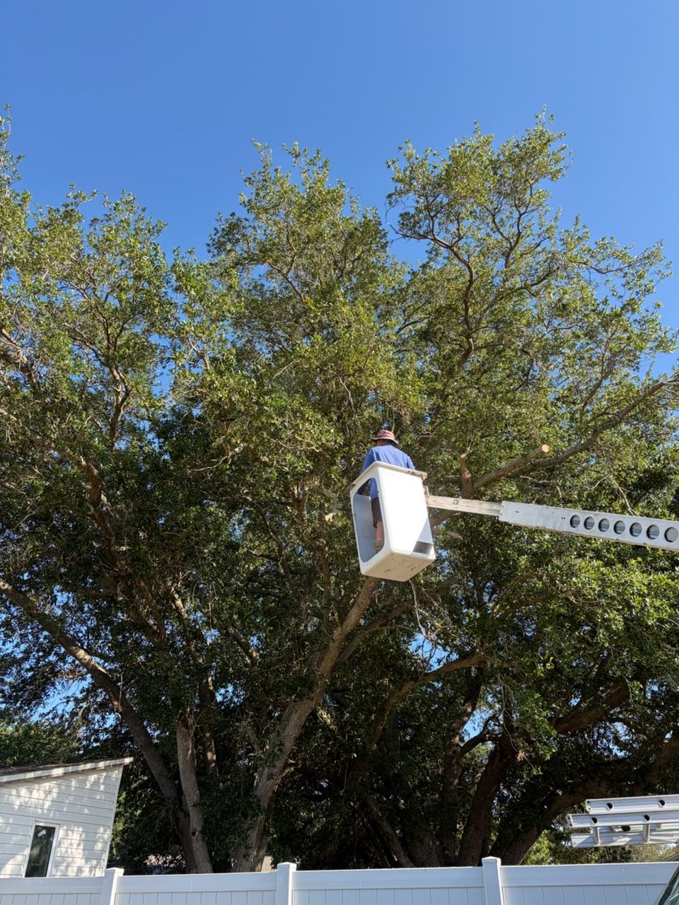 Bucket lift raised beside leafy tree against a blue sky