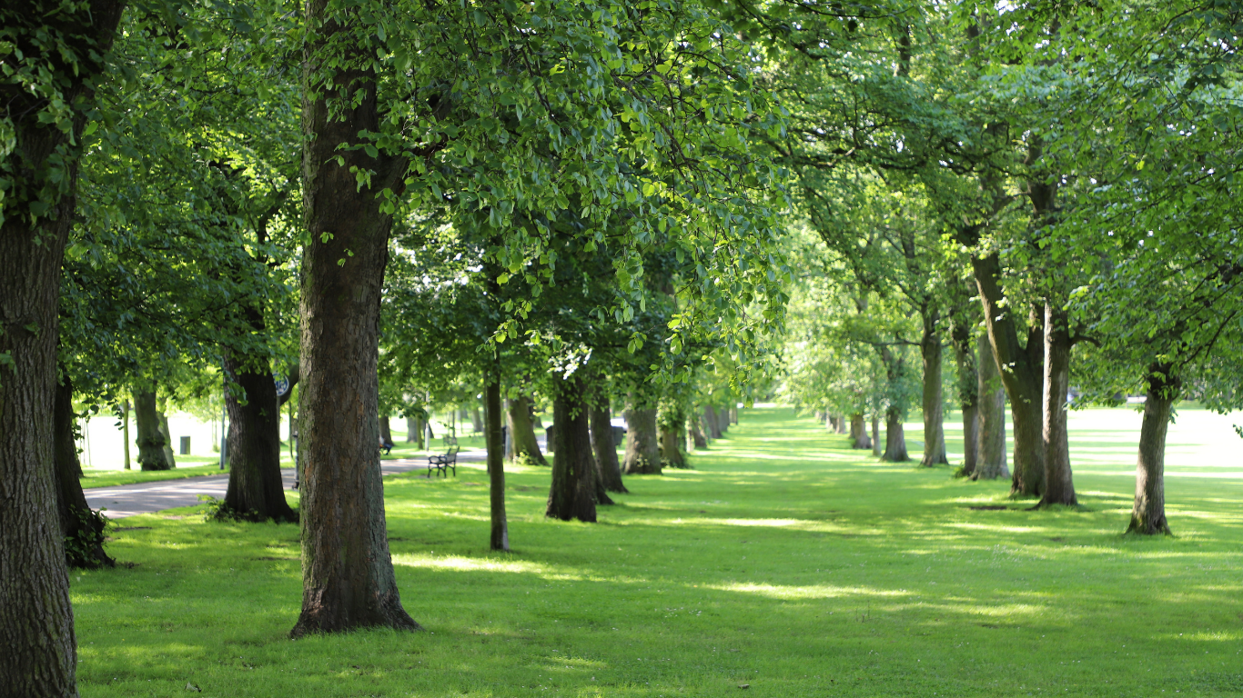 A scenic alley of lush green trees lining a park lawn on a bright, sunny day.
