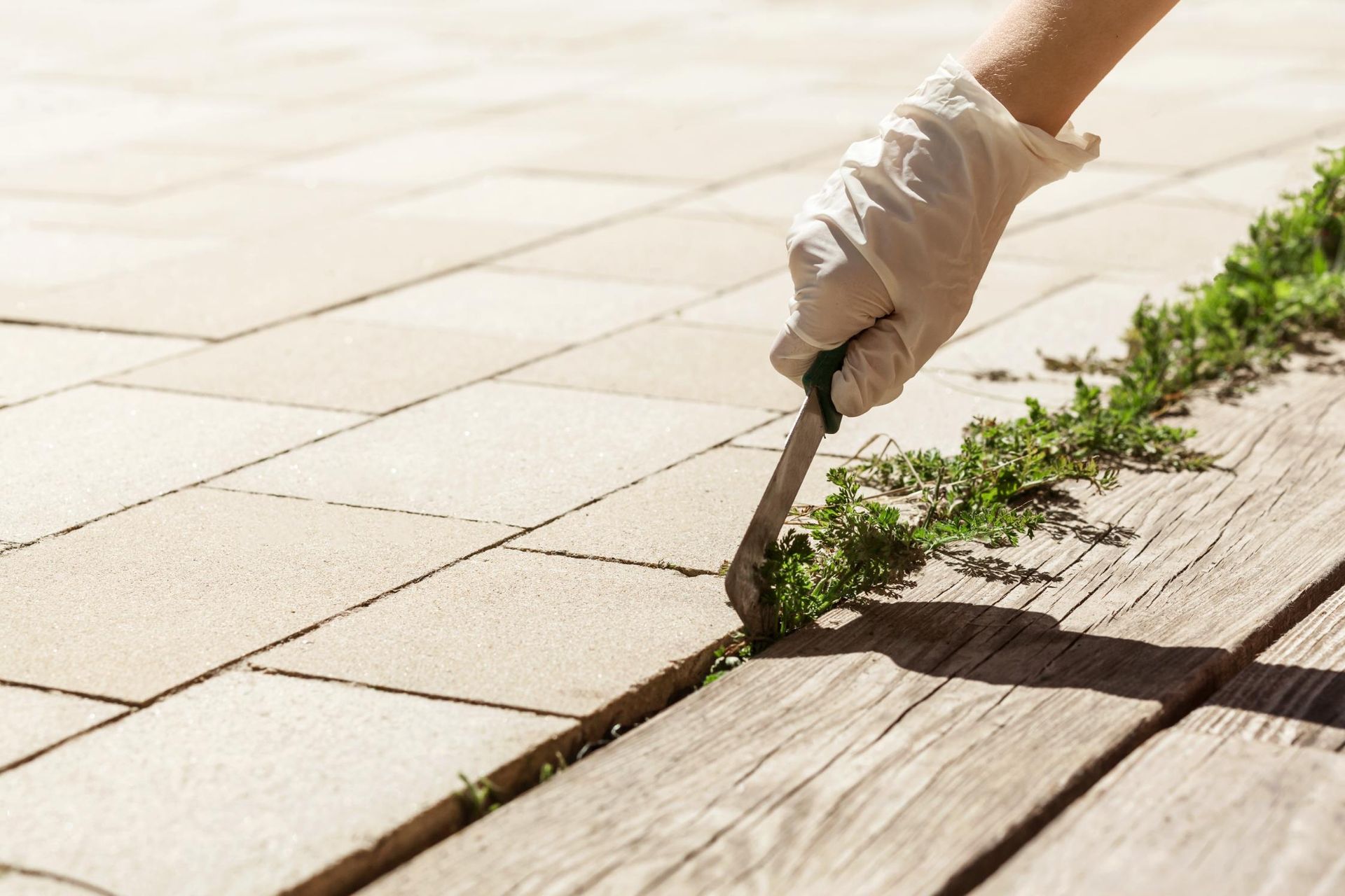 Gloved hand using a knife to remove weeds growing between pavement.