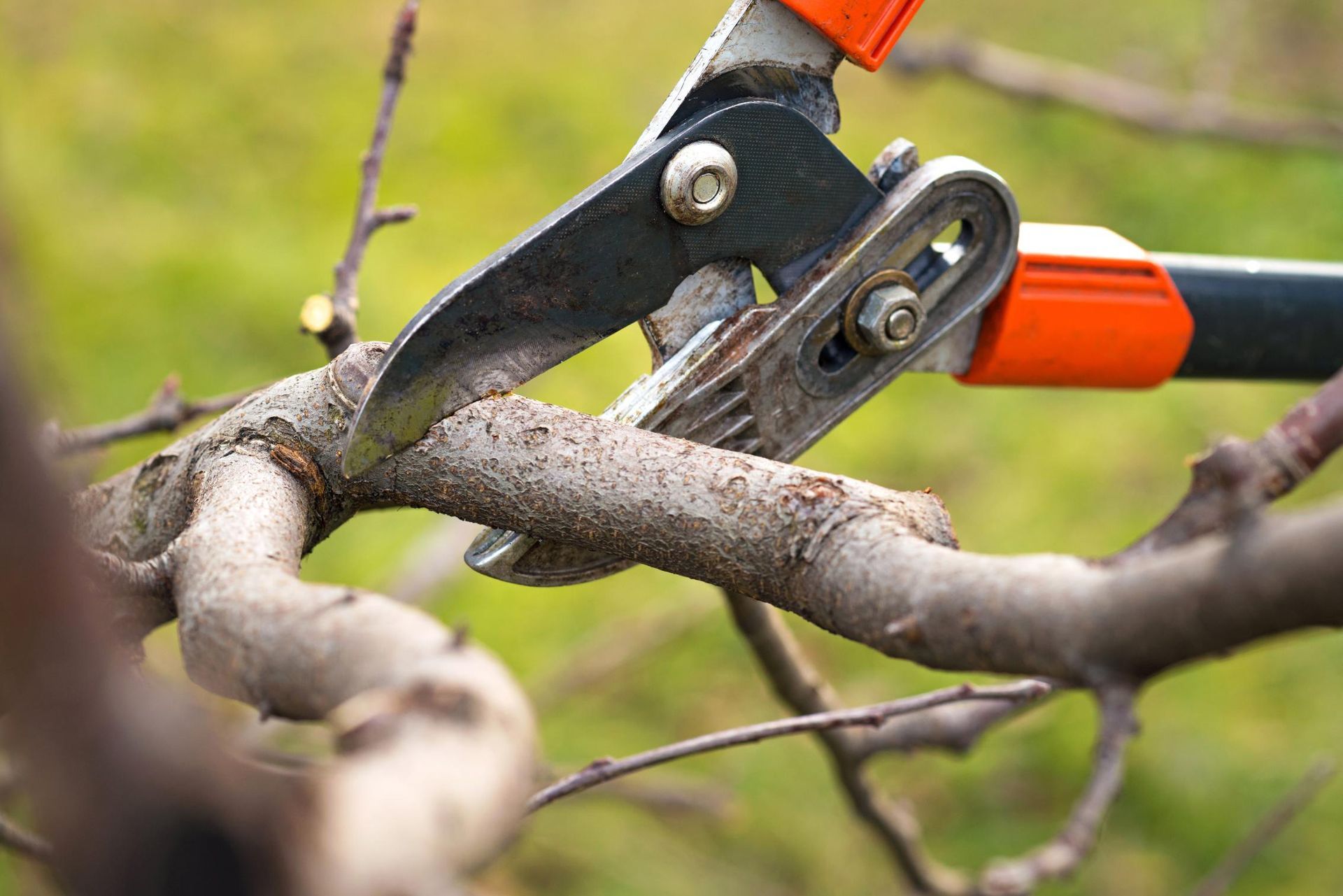 Pruning shears cutting a tree branch outdoors.