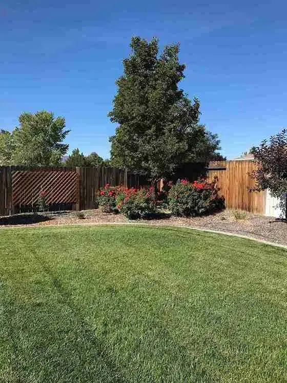 Lush green lawn with a tree and bushes against a wooden fence under a clear blue sky.