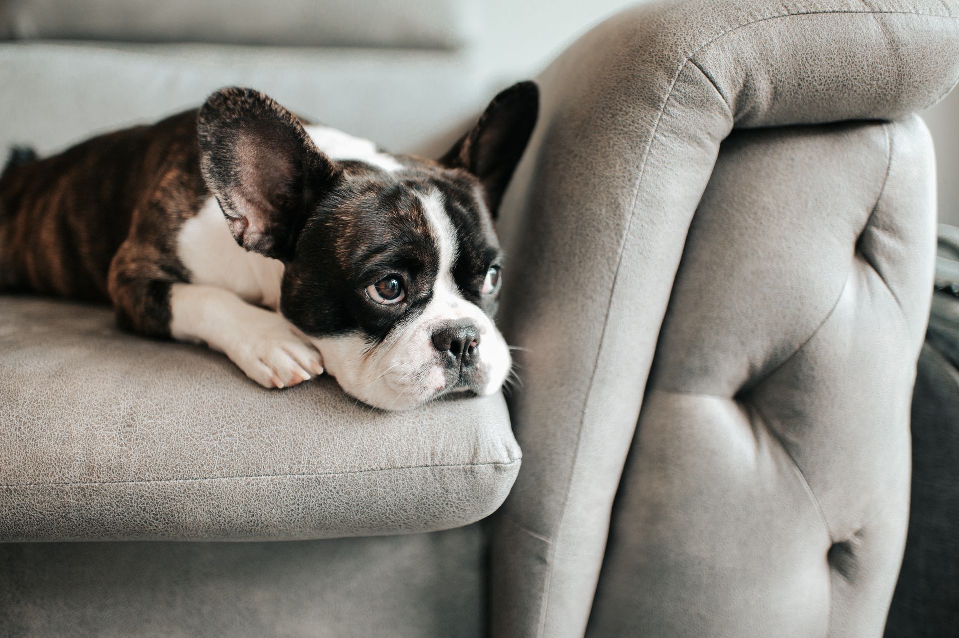 A black and white dog is laying on a couch.