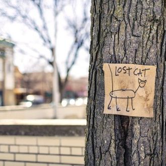Lost cat poster on neighborhood tree