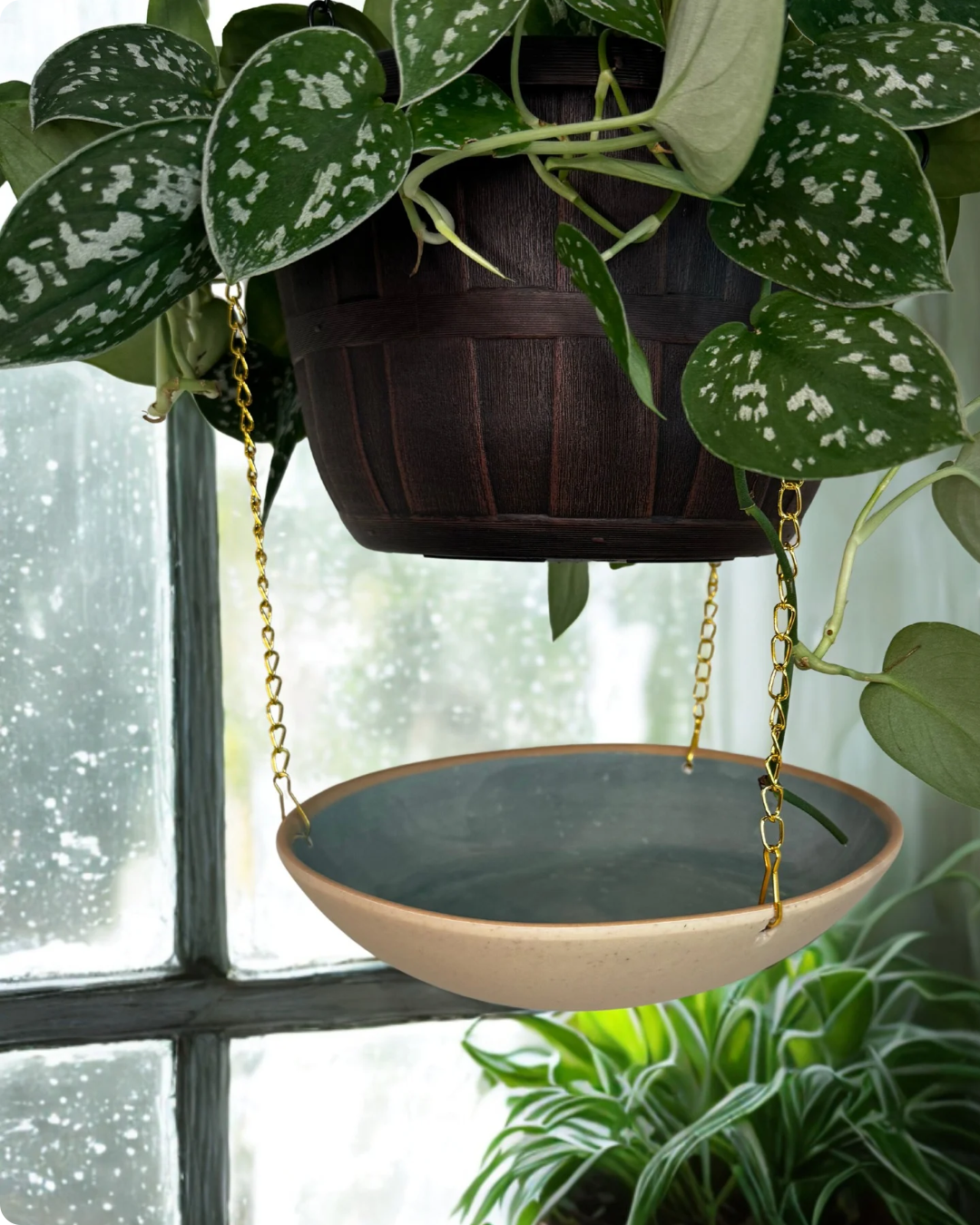 Potted plant with speckled leaves hanging above a ceramic birdbath suspended by gold chains in front of a window.