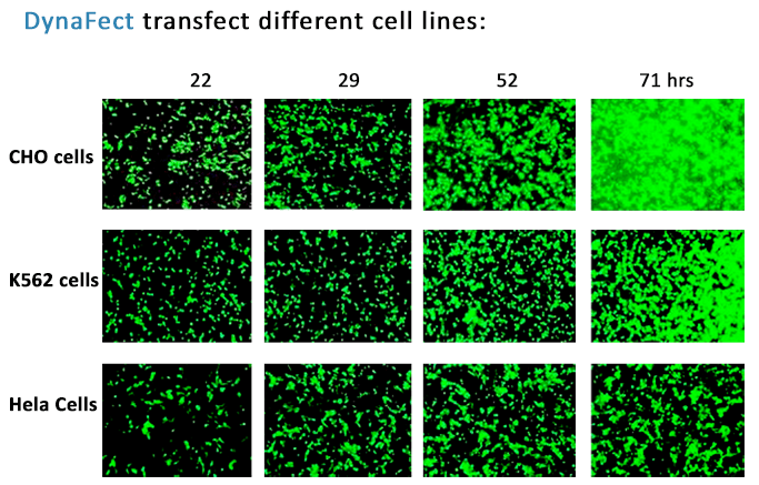 DynaFect transfect different cell lines: