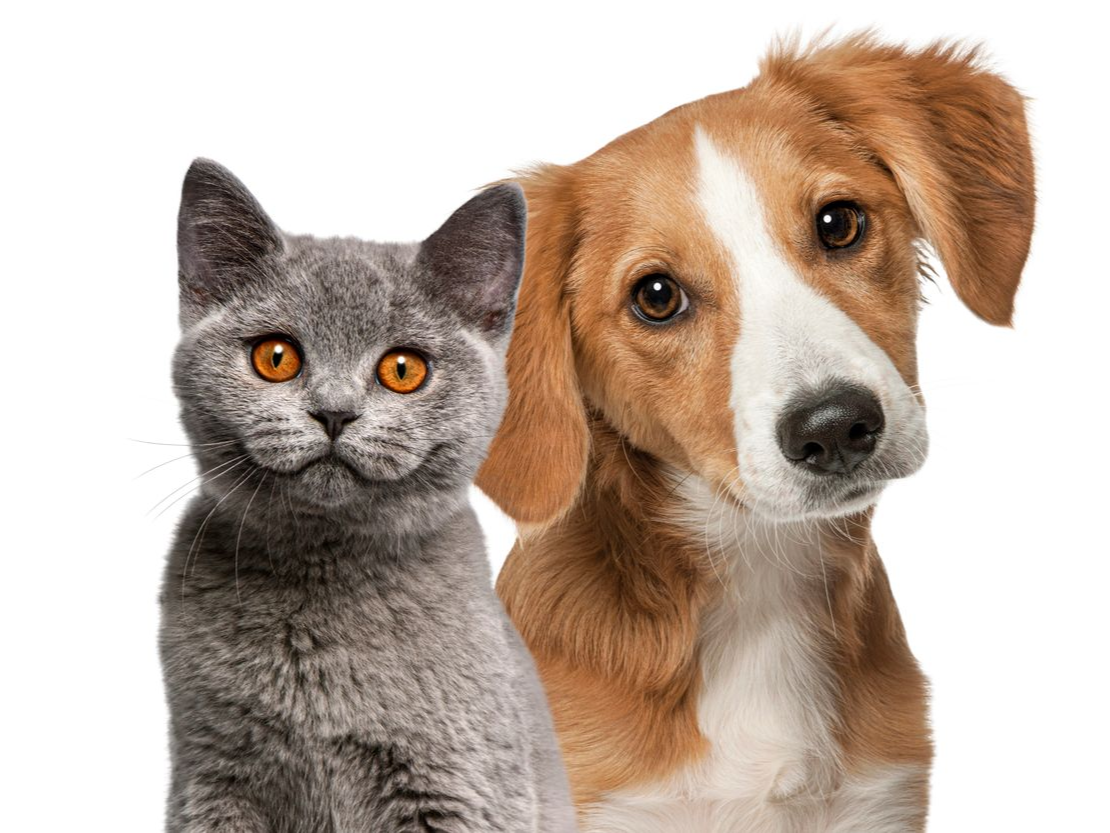 Un gatto grigio e un cane marrone, uno accanto all'altro, guardano l'osservatore. Il gatto ha gli occhi arancioni.