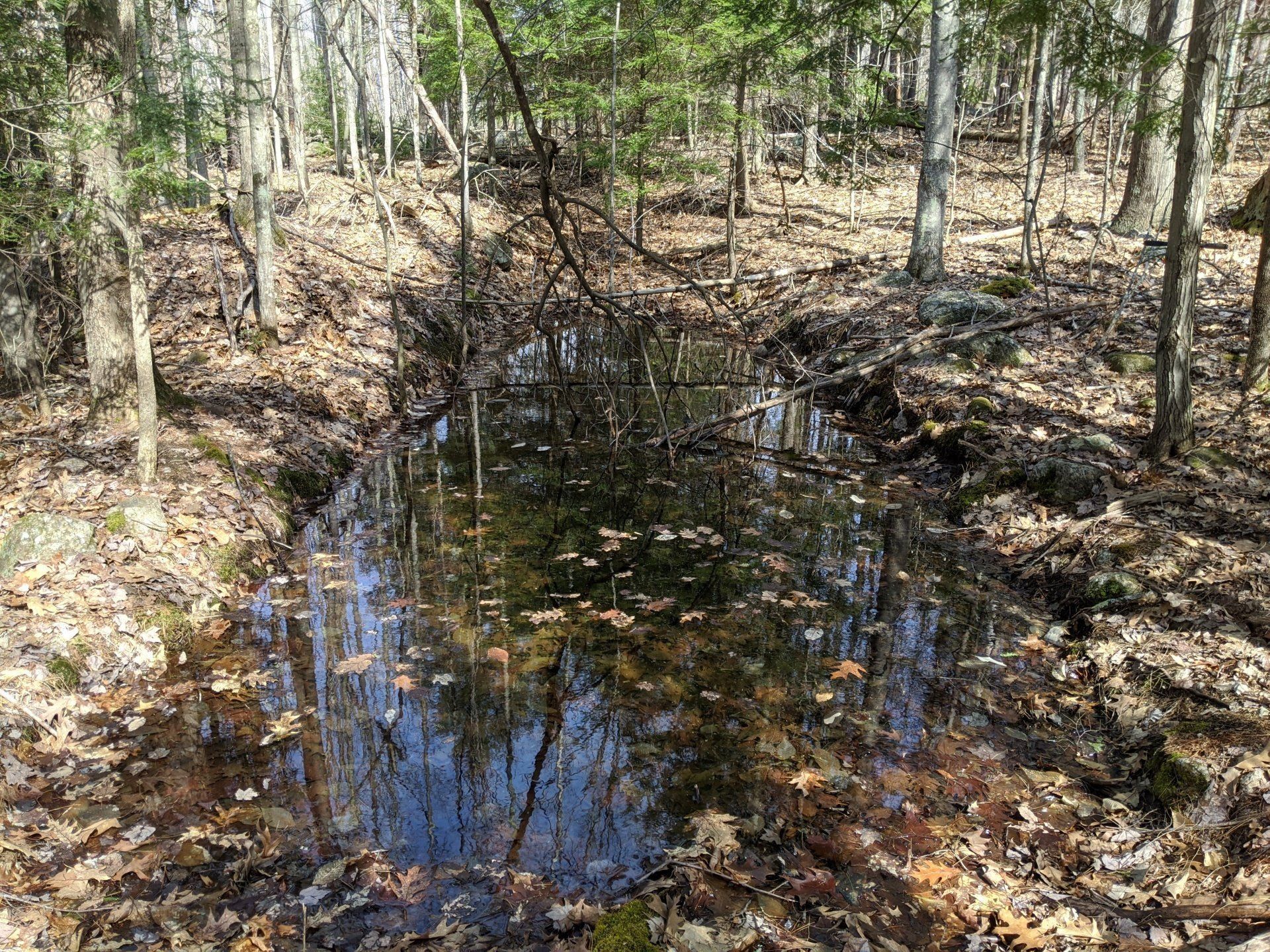 Wetland Delineation Gilford, NH Bryan L. Bailey Associates