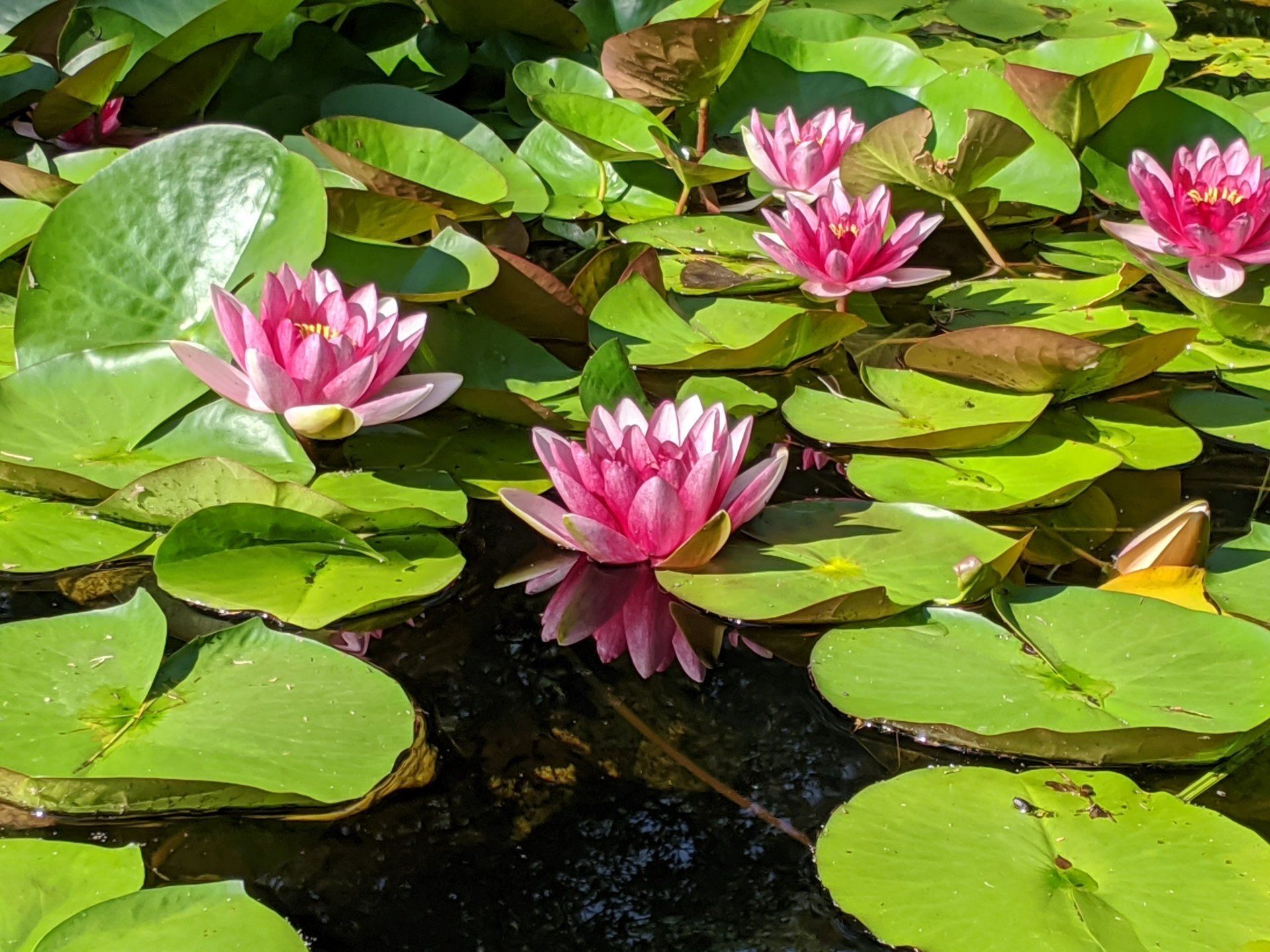 Wetland Delineation Gilford, NH Bryan L. Bailey Associates