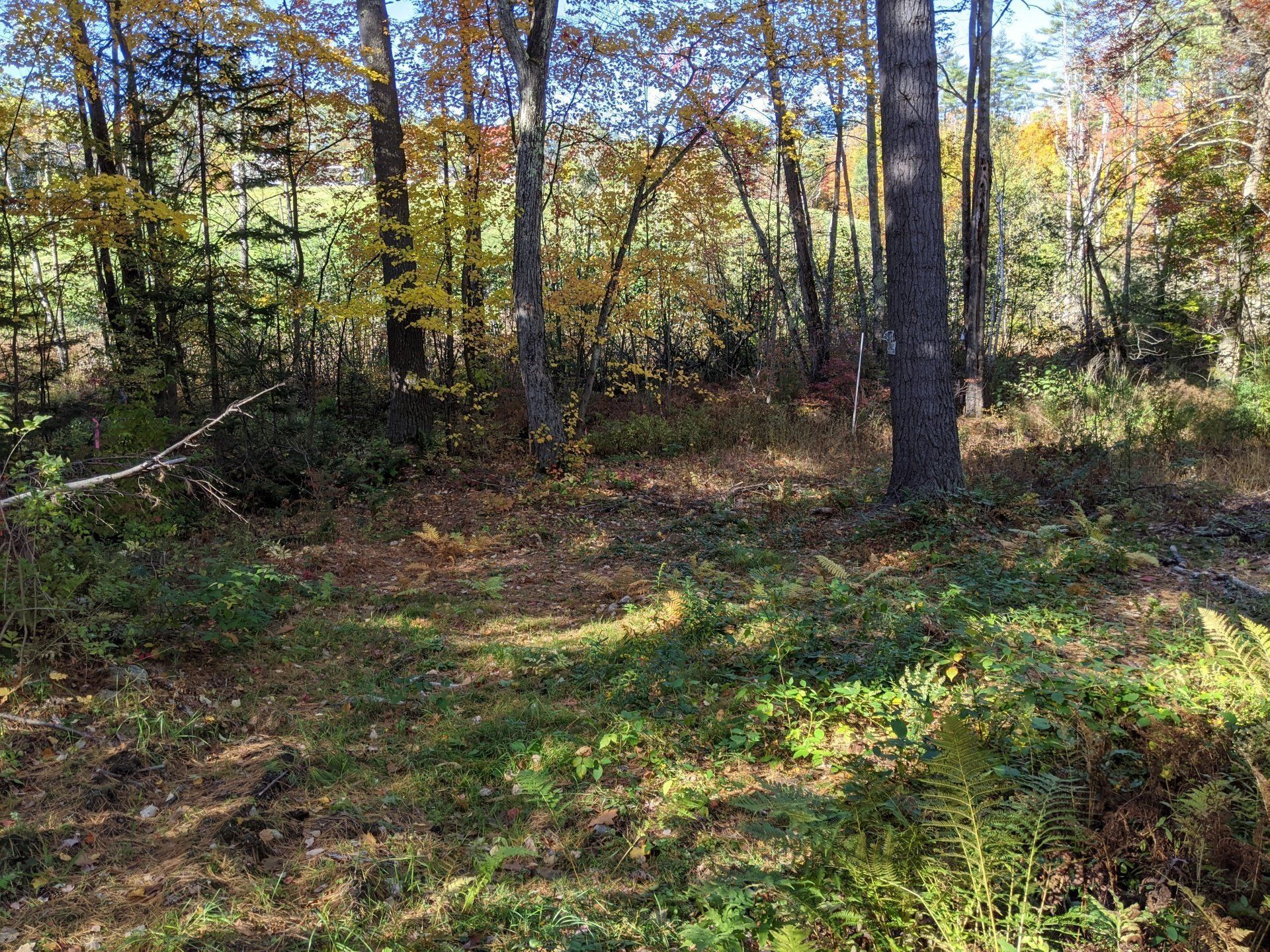 Wetland Delineation Gilford, NH Bryan L. Bailey Associates