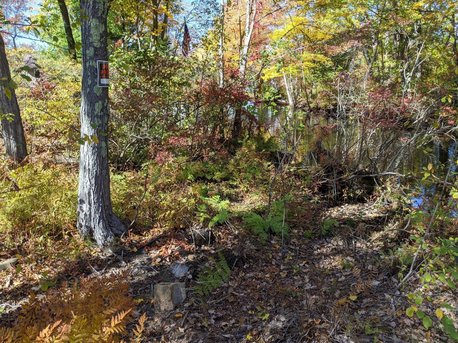 Wetland Delineation Gilford, NH Bryan L. Bailey Associates