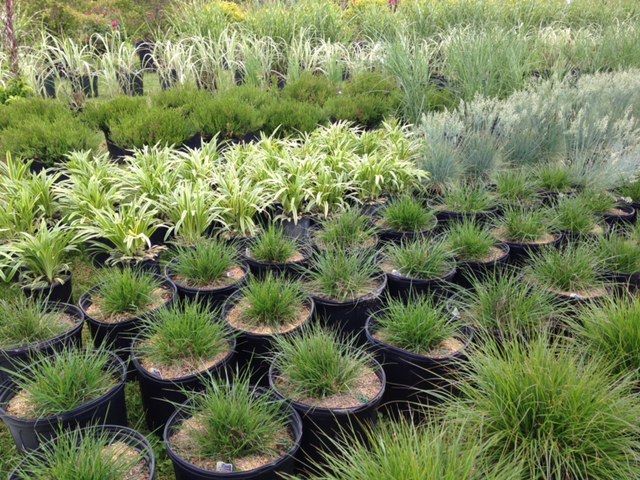 Rows of potted plants with green, silver, and variegated foliage in an outdoor nursery setting.