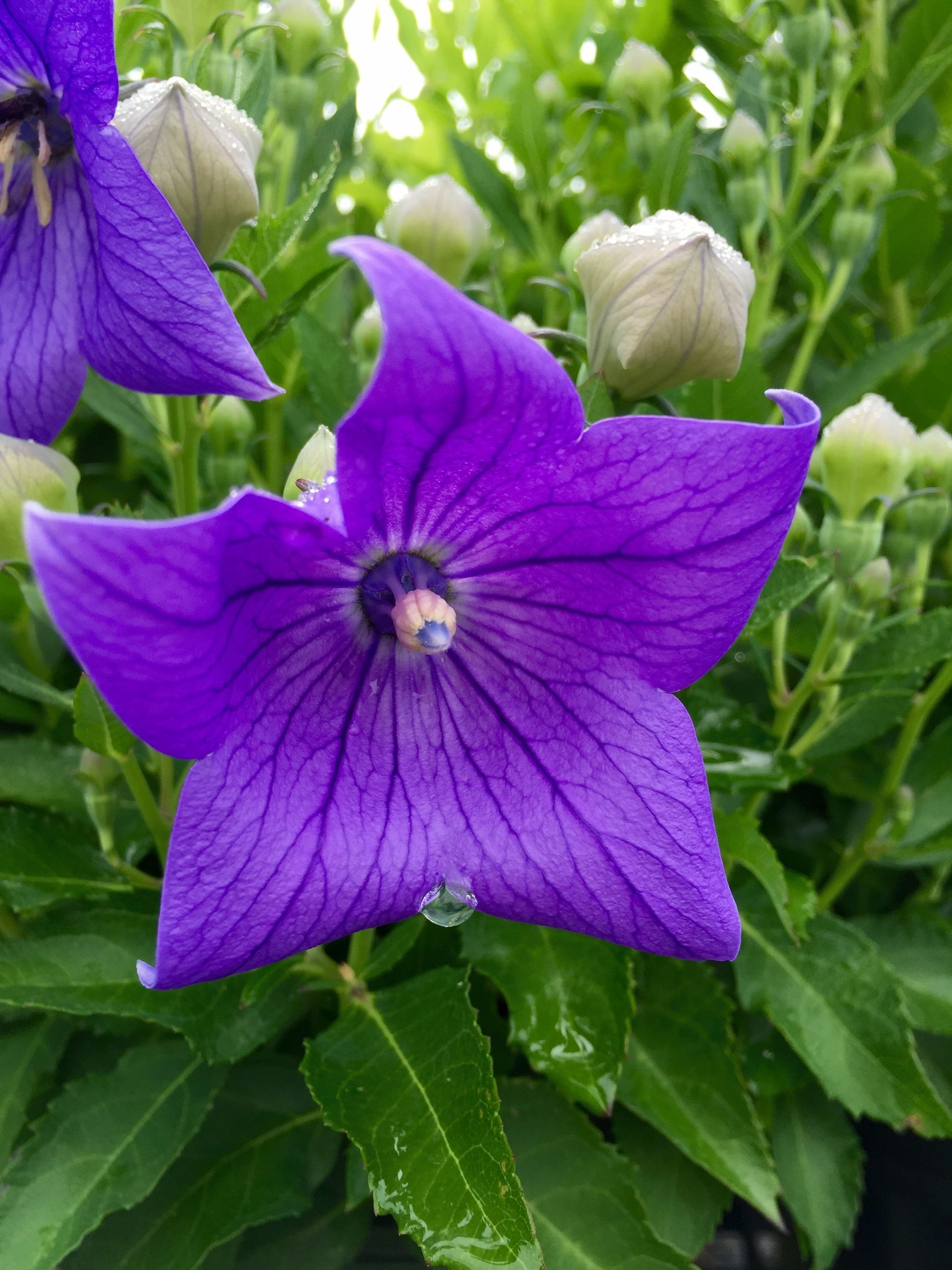 Purple bellflower with star-shaped petals, surrounded by green leaves and white buds.