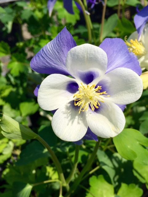 White and blue columbine flower with yellow center, surrounded by green foliage.