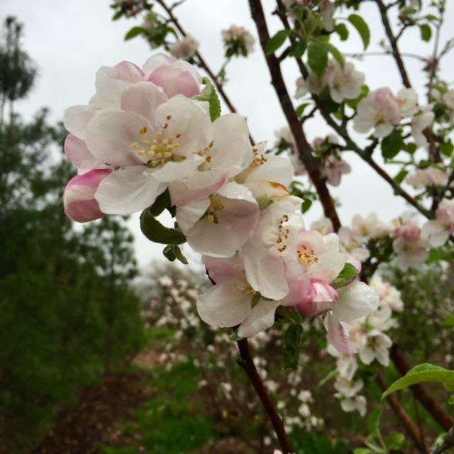 Apple blossoms, white and pink, on brown branches with green foliage in background.