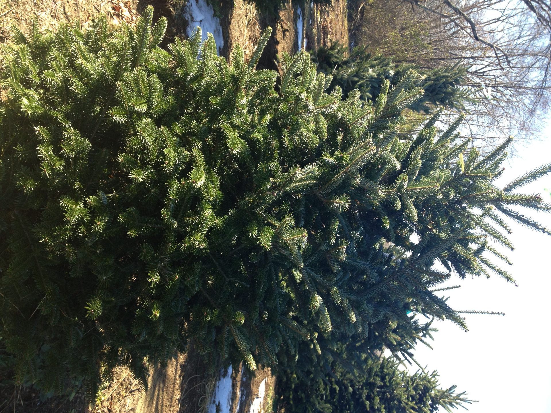 Green evergreen trees in a field with remnants of snow. Sunny day.
