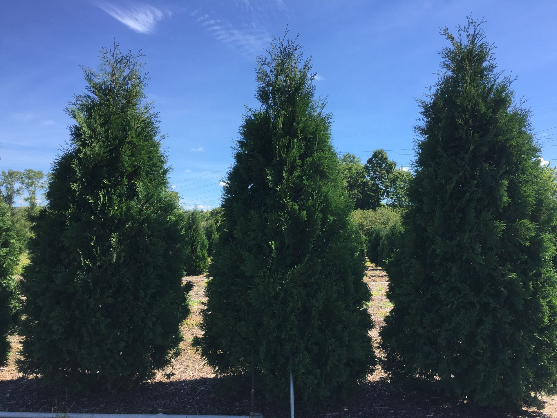 Three tall, green evergreen trees against a blue sky on a sunny day.