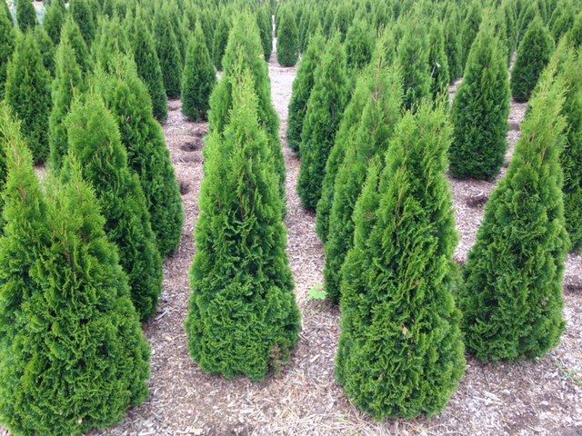 Rows of green, cone-shaped trees in a field.