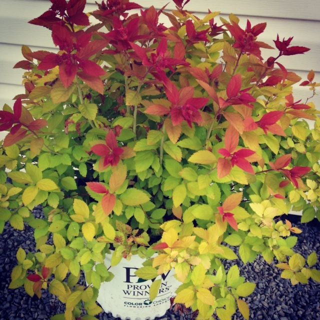 Bush with vibrant, multi-colored foliage: red, orange, and yellow leaves in a white pot.