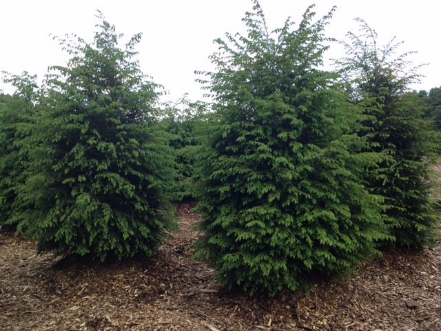 Rows of dark green evergreen trees in a field, mulched ground. Overcast sky.