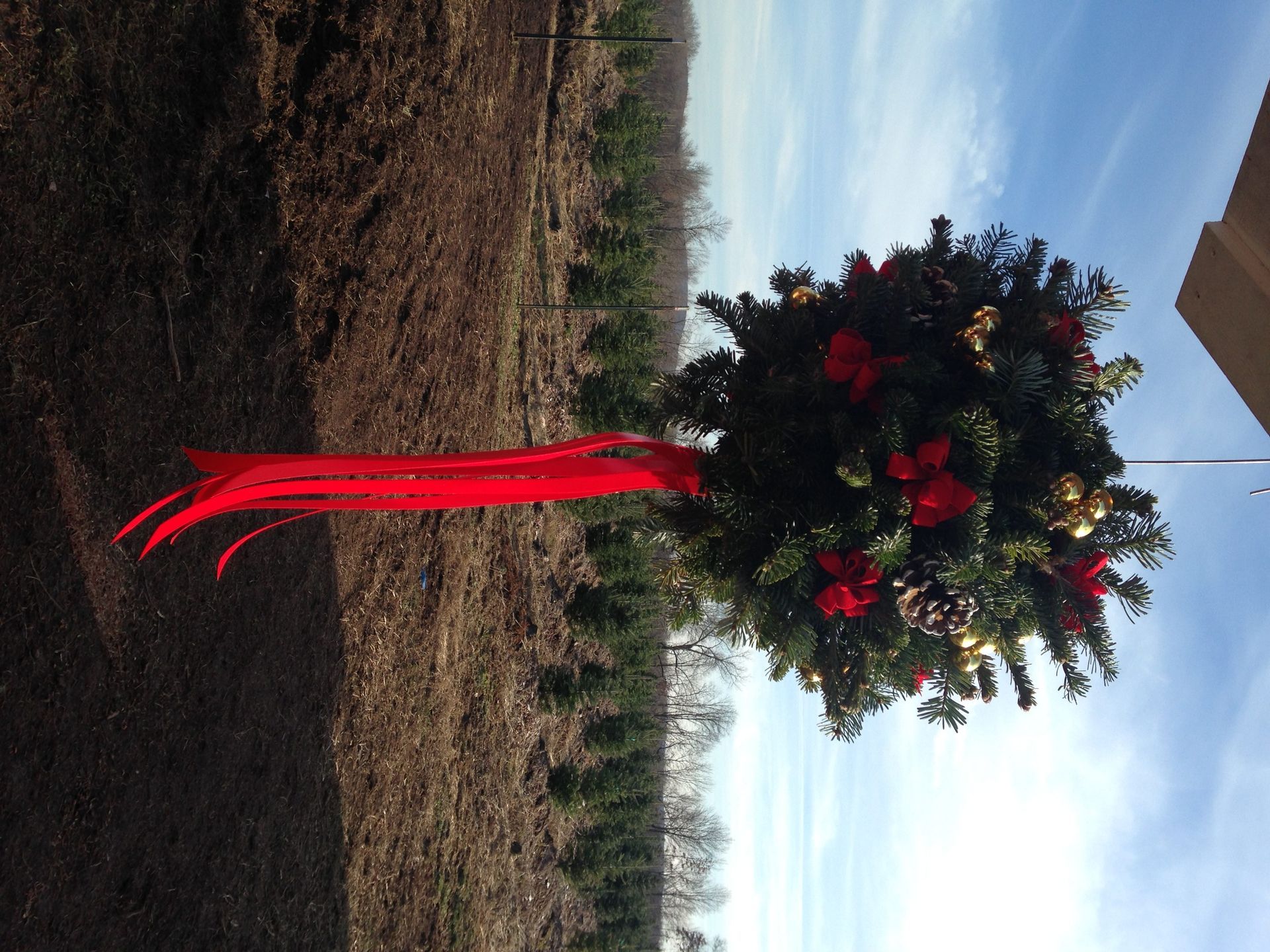 Christmas hanging basket with red ribbon, red poinsettias, and gold ornaments, against a blue sky.
