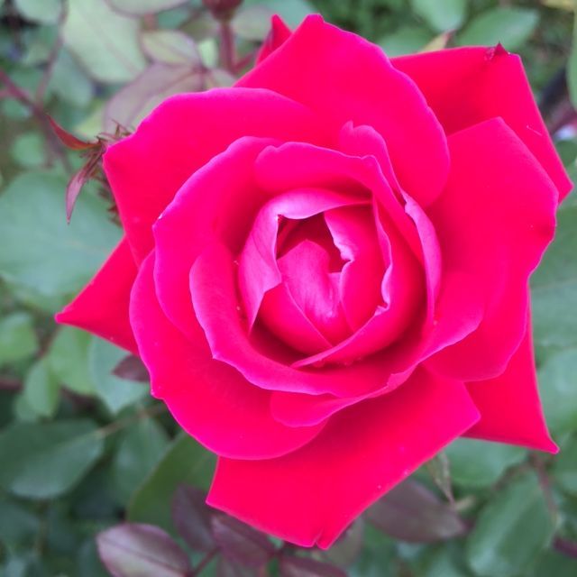 Red rose in full bloom, petals tightly curled, surrounded by green leaves.