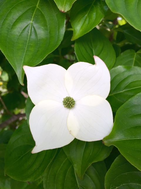 White dogwood flower with four petals, surrounded by green leaves.