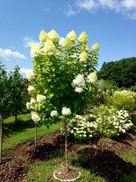 Hydrangea tree with white cone-shaped flowers blooming in a garden under a blue sky.