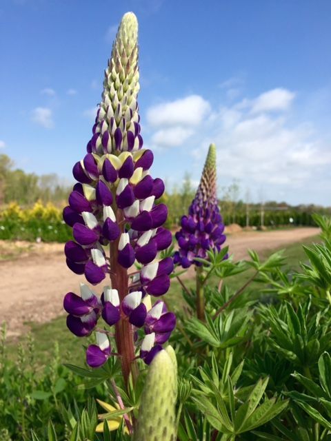 Purple and white lupine flowers in bloom against a blue sky.