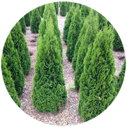 Rows of green arborvitae trees in a garden, set in mulch, within a circular frame.